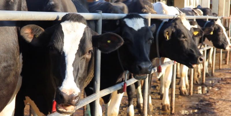 बन्दीपुर गाउँपालिकाद्धारा सहकारीका सदस्यलाइ दूधमा १ लाख ६२ हजार अनुदान