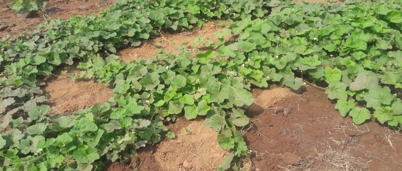 कोरोनाका कारण कृषि सहकारीको व्यवसाय धरापमा