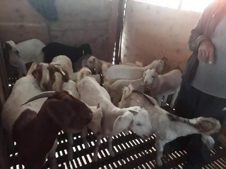 तनहुँका महिला सहकारीमार्फत चार करोड बढिकाे खसी बिक्री