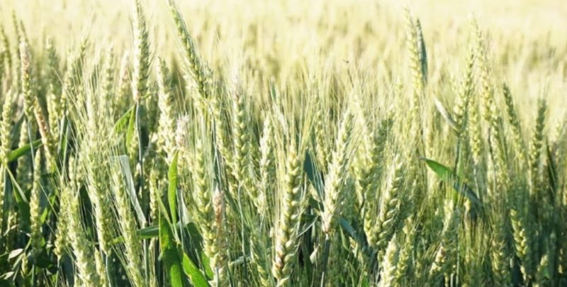 गहुँका लागि मल खरिद गर्नै कठिन