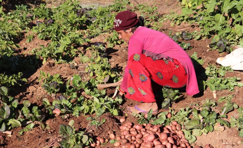 आलु खेतीले आत्मनिर्भर बन्दै युवा 