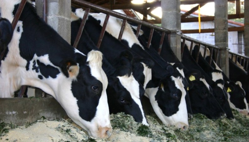 आठ करोडको लगानीमा गाई फार्म