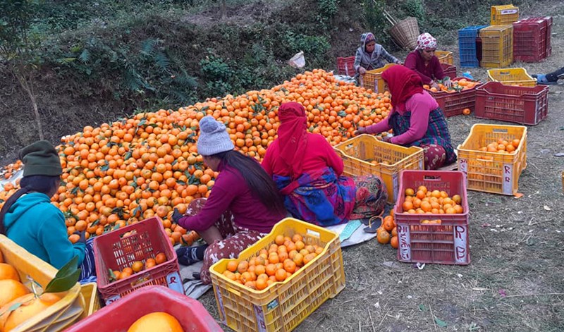 एउटै वडाबाट चार करोडको सुन्तला विक्री