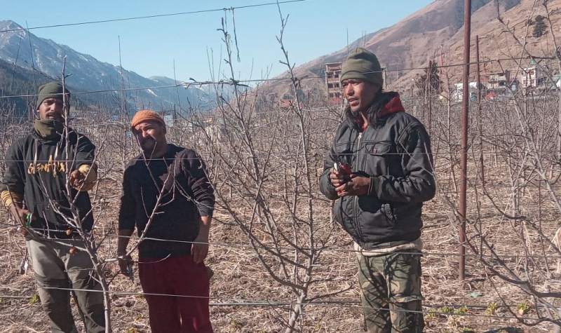 जुम्लाका किसान स्याउ बगैंचा व्यवस्थापनमा व्यस्त