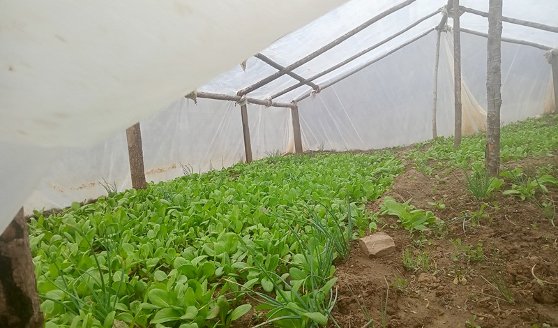 दुर्गमका महिलालाई सबल बनाउँदै घरसँगैका प्लास्टिक घर 