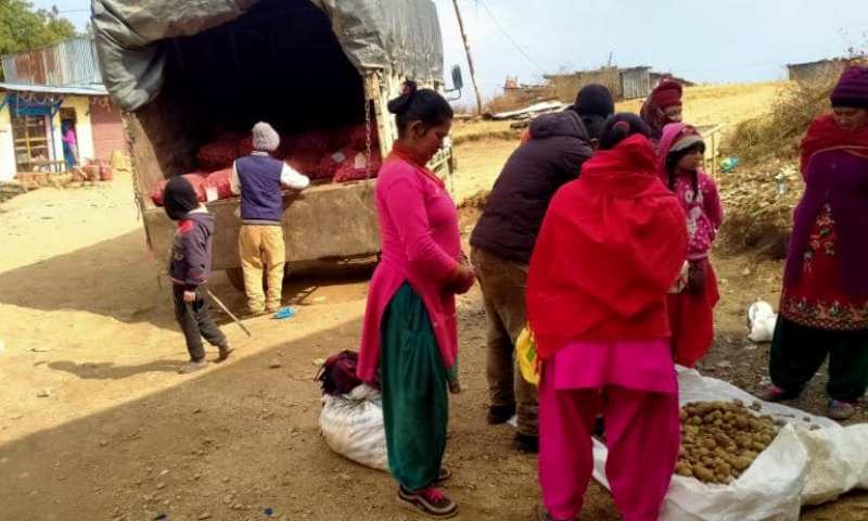 सहकारीमा ५० प्रतिशत अनुदानमा आलुको बिउ बितरण 