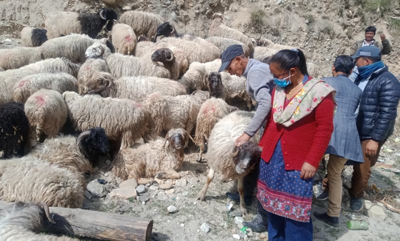 भेडापालक किसानलाई गोठालो भत्ता 