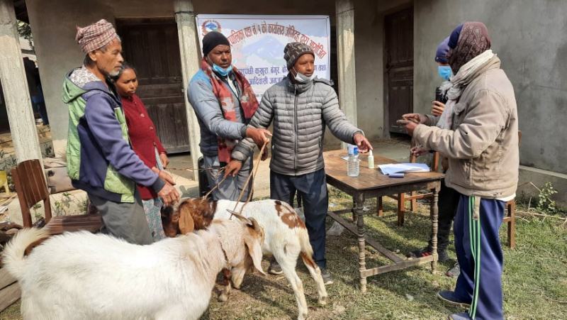 विपन्न महिलाको आयआर्जन वृद्धि गर्न सुँगुरको पाठा र बोका वितरण